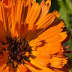 User profile avatar