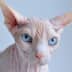 User profile avatar
