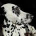 User profile avatar