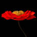 User profile avatar