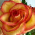 User profile avatar