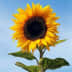 User profile avatar
