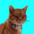 User profile avatar