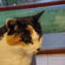 User profile avatar