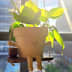 User profile avatar