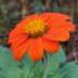 User profile avatar