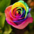 User profile avatar