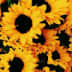 User profile avatar