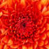 User profile avatar