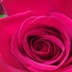 User profile avatar