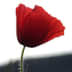 User profile avatar