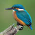 User profile avatar