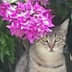 User profile avatar