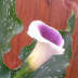 User profile avatar