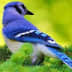 User profile avatar