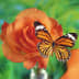 User profile avatar