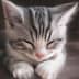 User profile avatar