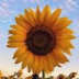 User profile avatar