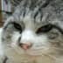 User profile avatar