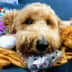 User profile avatar