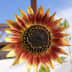 User profile avatar