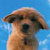 User profile avatar