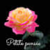 User profile avatar