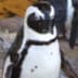 User profile avatar