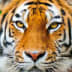 User profile avatar