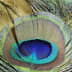 User profile avatar