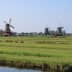 User profile avatar