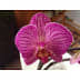 User profile avatar
