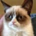 User profile avatar