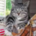 User profile avatar
