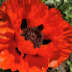 User profile avatar