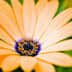 User profile avatar