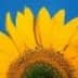 User profile avatar