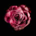 User profile avatar