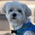 User profile avatar
