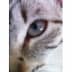 User profile avatar