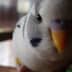 User profile avatar