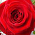 User profile avatar