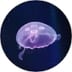 User profile avatar