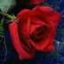 User profile avatar