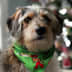 User profile avatar