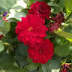 User profile avatar