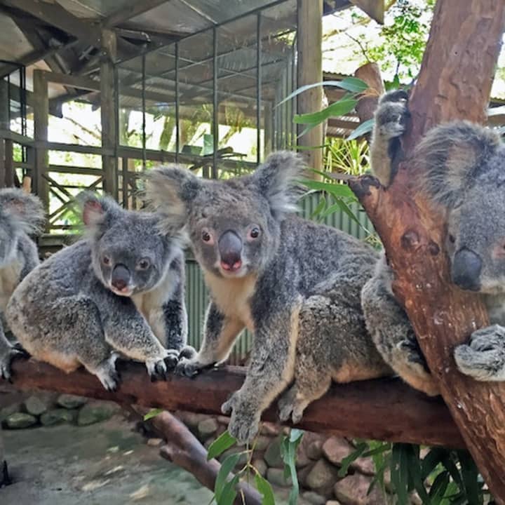 Rainforestation Nature Park & Australian Butterfly Sanctuary