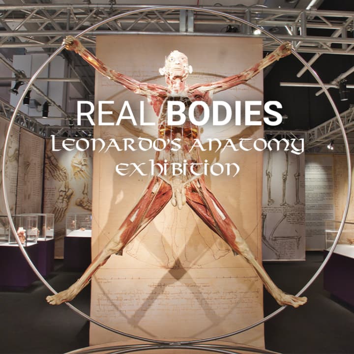 Real Bodies Leonardo’s Anatomy Exhibition