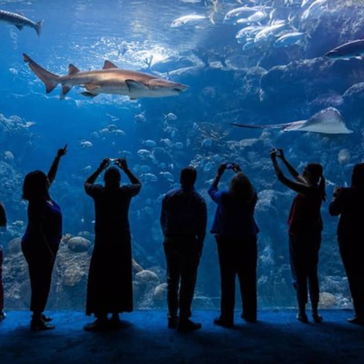 events-things-to-do-in-tampa-this-weekend-fever