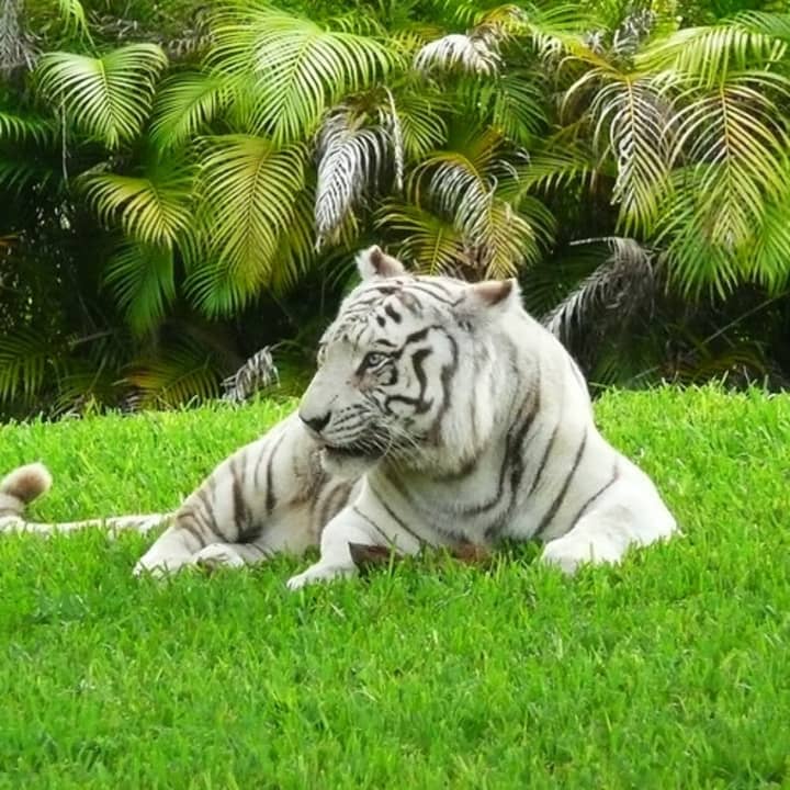 ﻿Zoo de Miami: El zoo más grande de Florida
